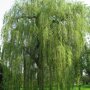 Salix sepulcralis 'Chrysocoma'